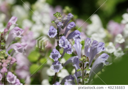 Skullcap 40238883