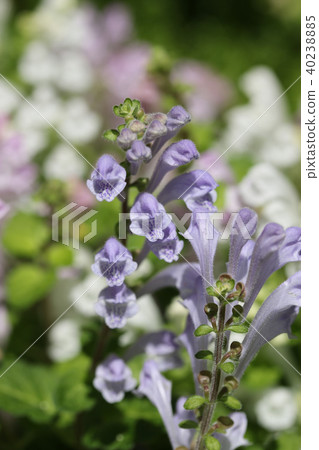 Skullcap Skullcap 40238885