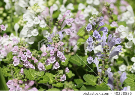 Skullcap Skullcap 40238886