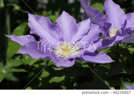 威靈仙 威靈仙 40238897