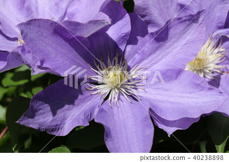 Clematis 40238898