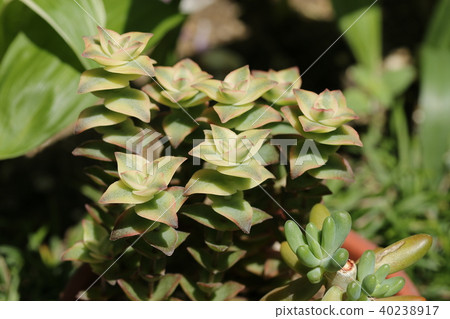 图库照片 南十字星座 眉条 肉质植物