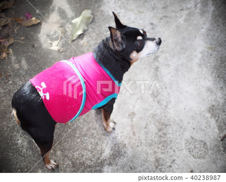 cute black fat lovely miniature pincher dog cute black fat lovely miniature pincher dog 40238987