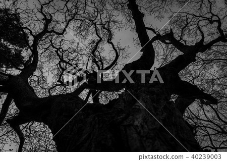 忍受刮風的樹木 40239003