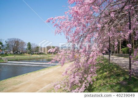 Bamboo cherry blossoms on the way of Kyoto semi-tree 40239049