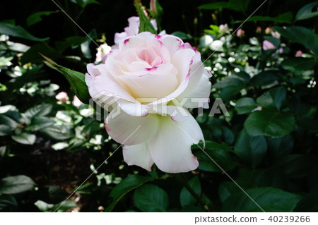 Rose   40239266