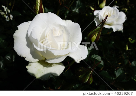 Rose   40239267