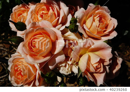 Rose   40239268