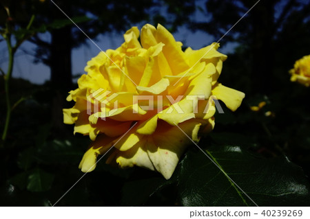 Rose   40239269