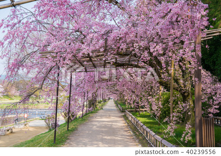 在京都半樹途中的竹櫻花 40239556