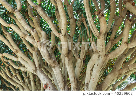 tree in the Park Rothschild tree in the Park Rothschild 40239602