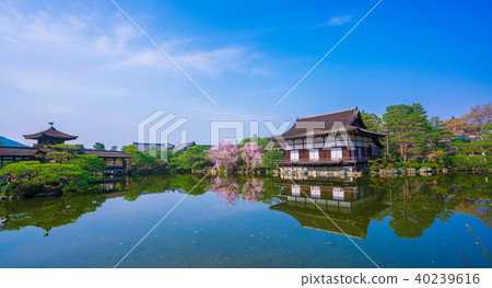京都平安神宮神宮神社櫻花 40239616