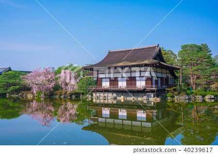 京都平安神宮神宮神社櫻花 京都平安神宮神宮神社櫻花 40239617