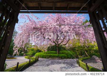 Bamboo cherry blossoms of the Kyoto hometown 40239714