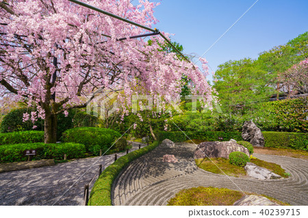 Bamboo cherry blossoms of the Kyoto hometown 40239715