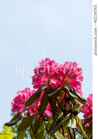 Copy space of red rhubarb and blue sky Copy space of red rhubarb and blue sky 40239765