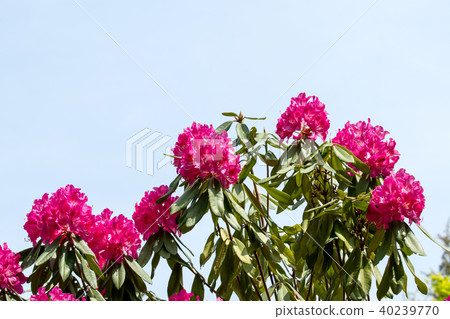 Copy space of red rhubarb and blue sky 40239770