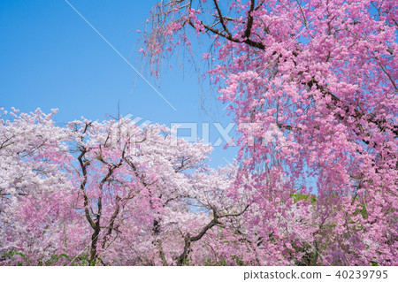 Cherry blossoms at the Kyoto Prefectural Botanical Garden 40239795