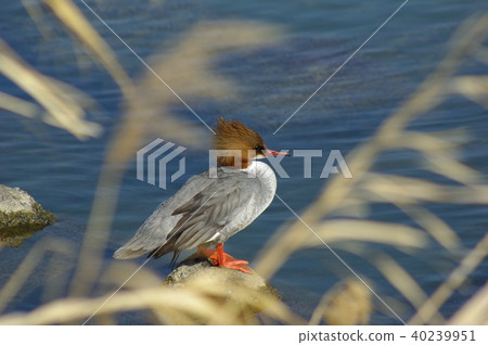 Kawaiiza Kawaiiza 40239951