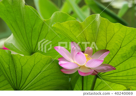 蓮花 蓮花 40240069