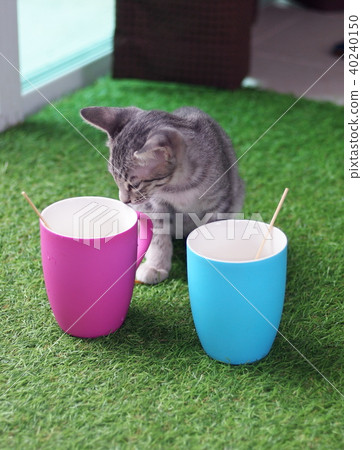 home pet cat waiting for milk at coffee cup 40240150