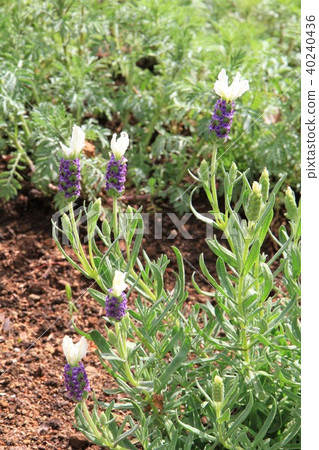French Lavender French Lavender 40240436