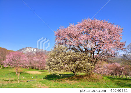 Cherry blossoms of Oimachi in the forest of Iwate prefecture 40240581