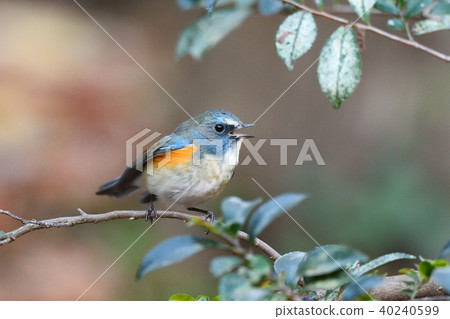 Wild bird at Yakushi-ike park 40240599