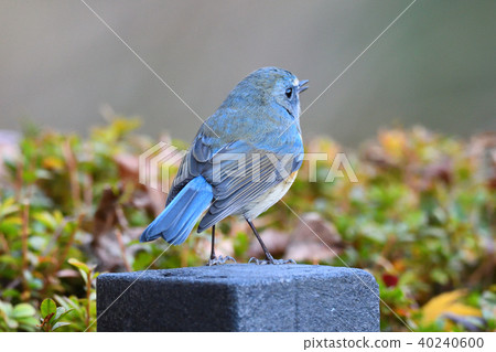Wild bird at Yakushi-ike park Wild bird at Yakushi-ike park 40240600