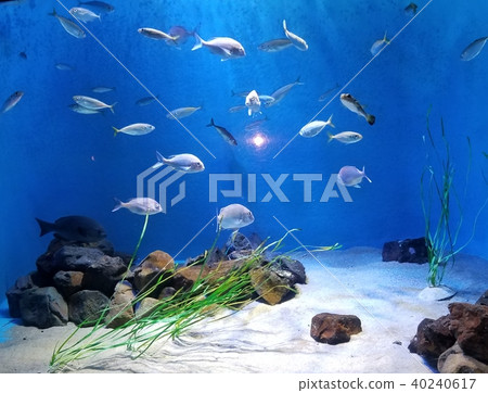 Fish swimming in the aquarium Fish swimming in the aquarium 40240617