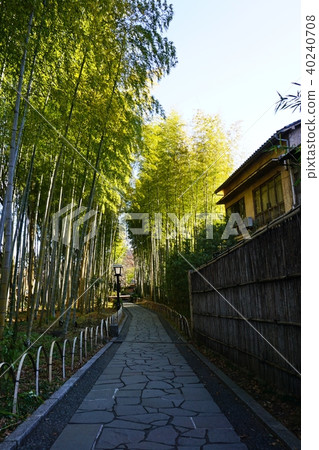 Shuzenji Hot Spring Bamboo forest small diameter 40240708