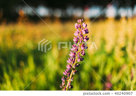 Wild Flowers Lupine In Summer Field Meadow. Close Up. Copyspace. Wild Flowers Lupine In Summer Field Meadow. Close Up. Copyspace. 40240907