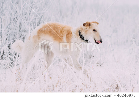 Russian Wolfhound Hunting Sighthound Russkaya Psovaya Borzaya Dog 40240973