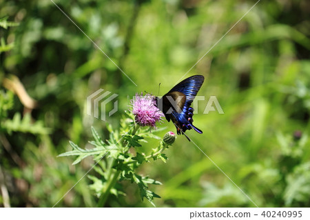 Miyamakaras Swallowtail 2 Miyamakaras Swallowtail 2 40240995