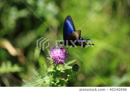 Miyamakaras Swallowtail 3 Miyamakaras Swallowtail 3 40240996
