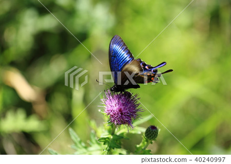 Miyamakaras Swallowtail 4 Miyamakaras Swallowtail 4 40240997