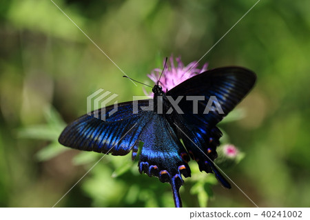 Miya Macaras Swallowtail 9 Miya Macaras Swallowtail 9 40241002