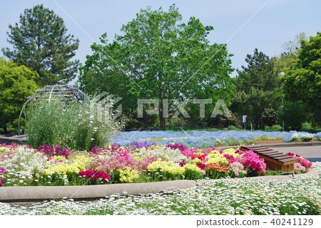 多彩多姿的金魚和nemophila 40241129