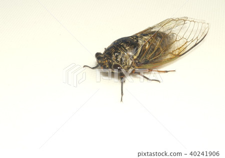 Kumazumi Kumazumi 40241906