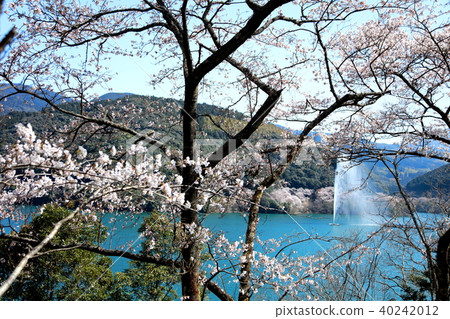 Cherry blossoms at Municipal Dam 40242012