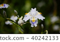Shaga Myokesan Shinsen Haruyama 40242133