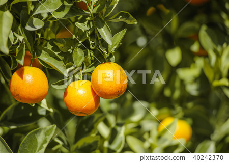 fresh orange orchard 40242370