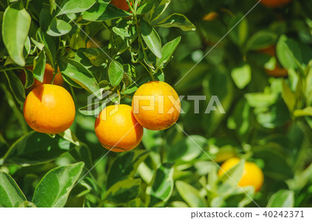 fresh orange orchard 40242371