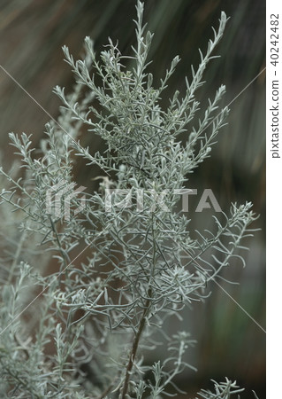 Eremophila妮維雅 Eremophila妮維雅 40242482