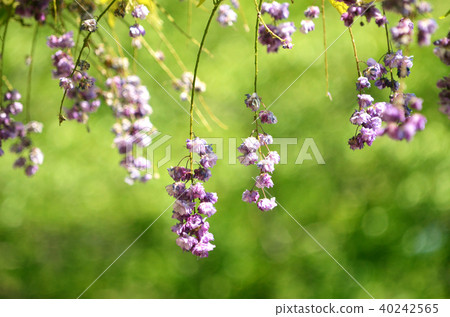 Wisteria 40242565