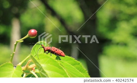 Longhorn beetle and cherries Longhorn beetle and cherries 40242574