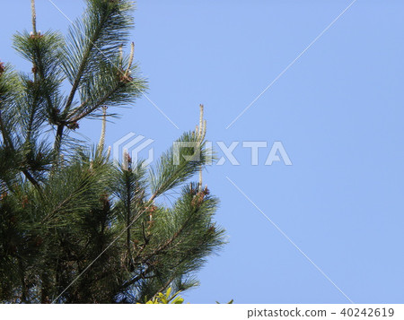 Black pine llama's head like a female flower 40242619