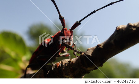 Anchovy insect 40242716