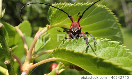 Anchovy insect 40242740