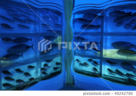 “冰族水族館”的投影圖（宮城縣瀨戶沼市） 40242780